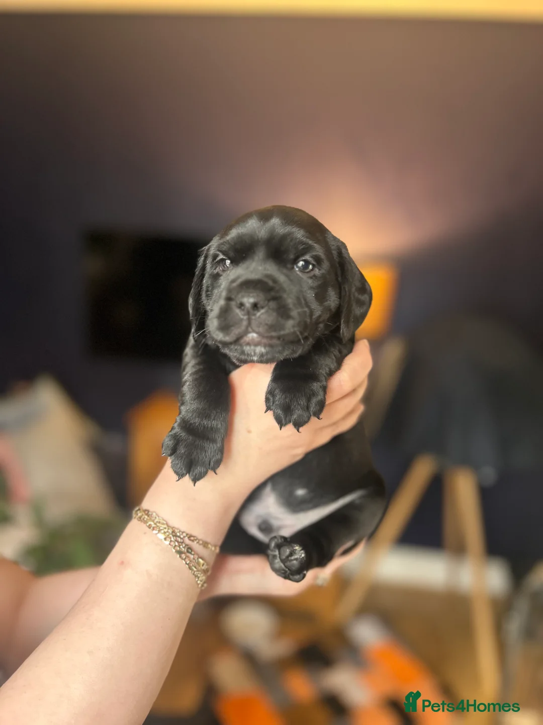 Mixed Breed dogs for sale: Looking for active homes in Weston-super-Mare - Advert 6