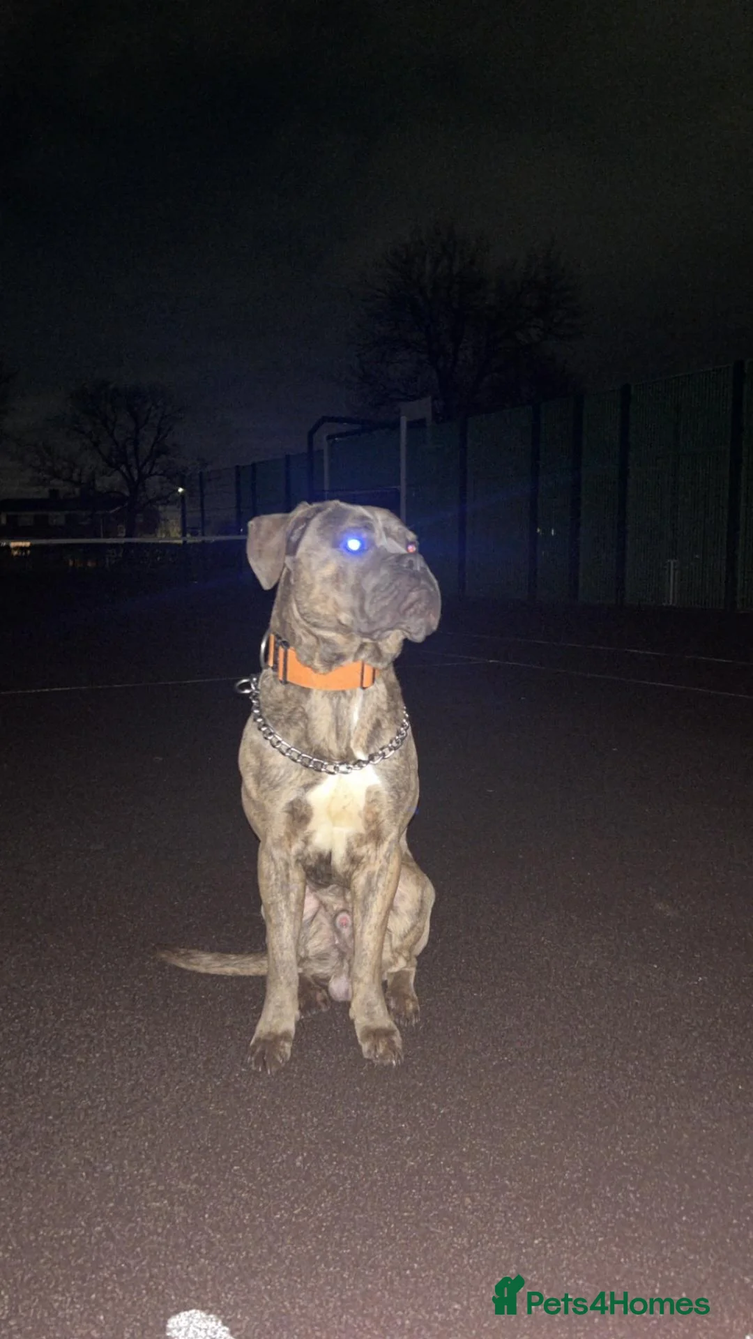 Mixed Breed dogs for sale: Benny  in Stanley - Advert 12