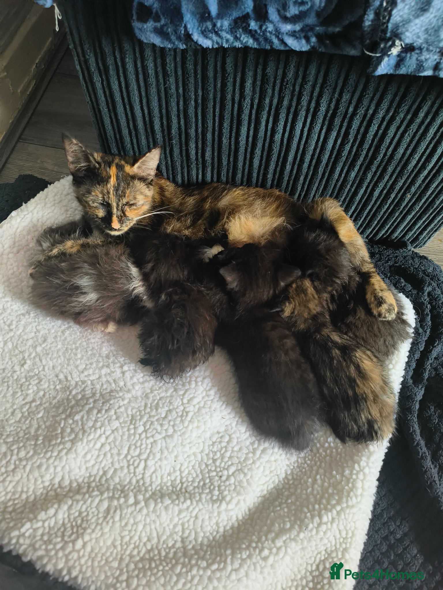Mixed Breed cats Black and white and tortishell females - Advert 1