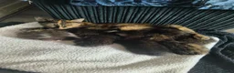 Mixed Breed cats for sale: Black and white and tortishell females - Advert 1