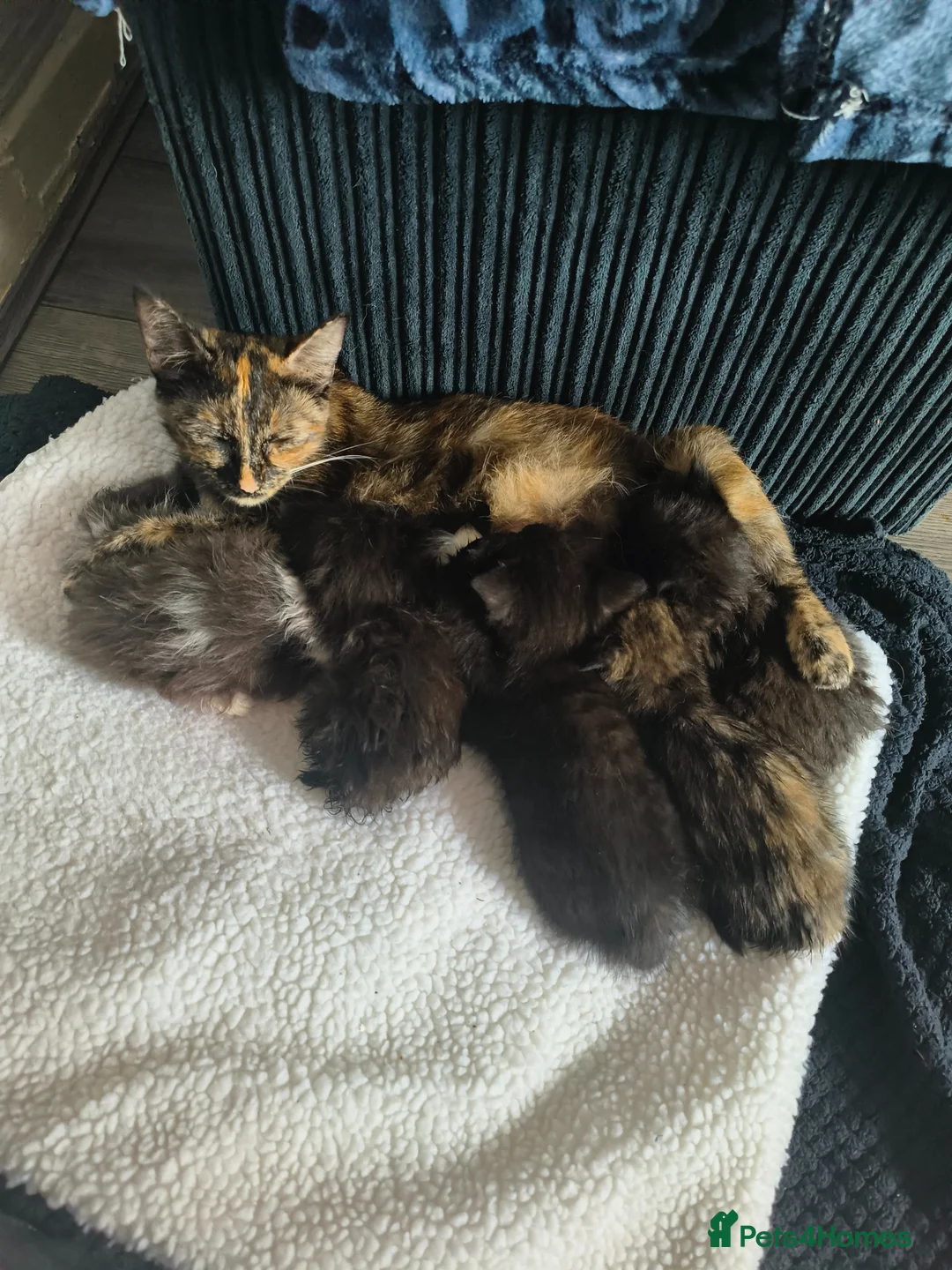 Mixed Breed cats for sale: Black and white and tortishell females - Advert 1
