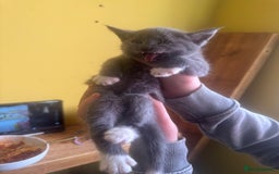 Mixed Breed cats for sale: Stunning litter of 4 - Image 15