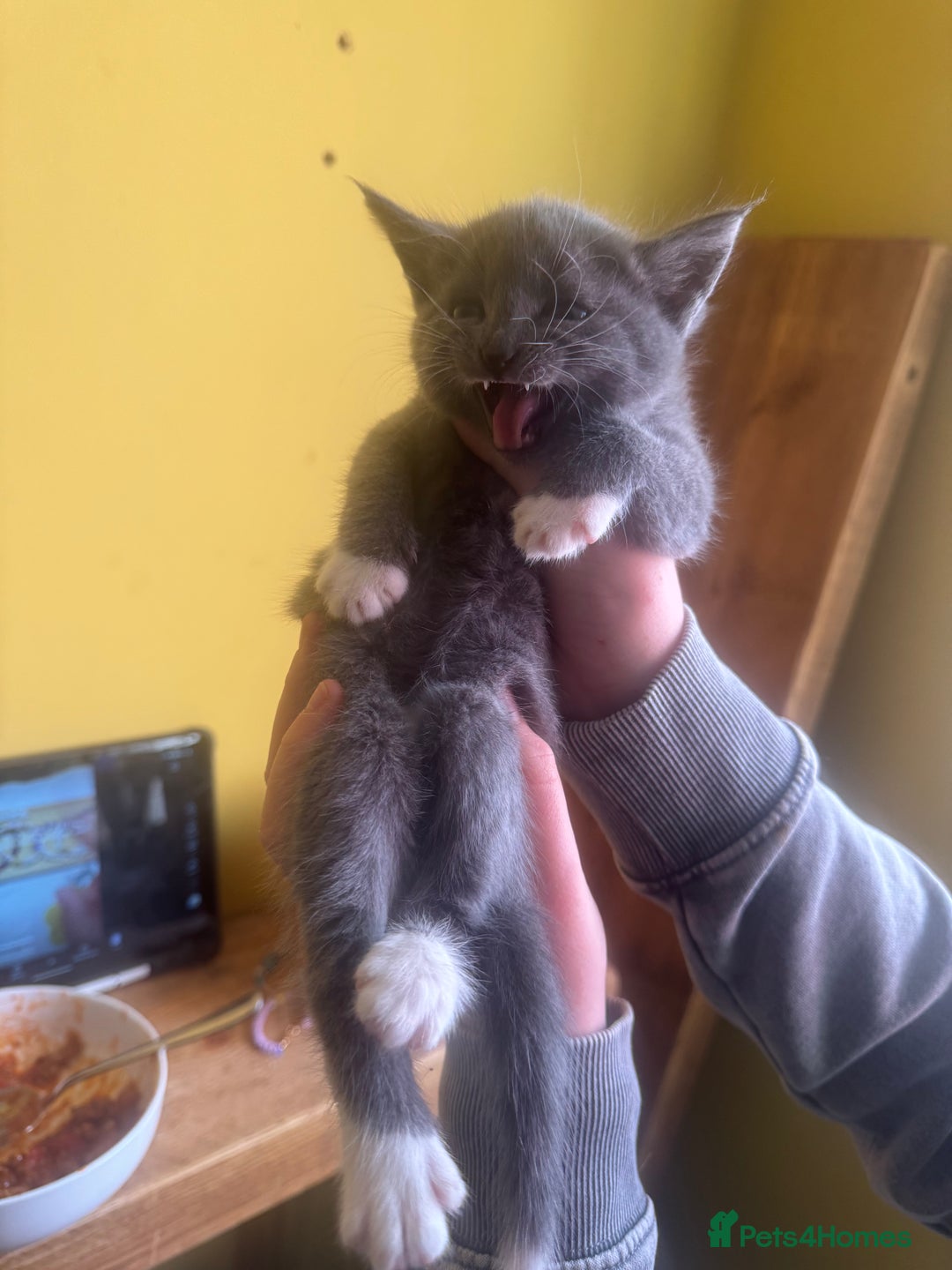 Mixed Breed cats for sale: Stunning litter of 4 - Image 15