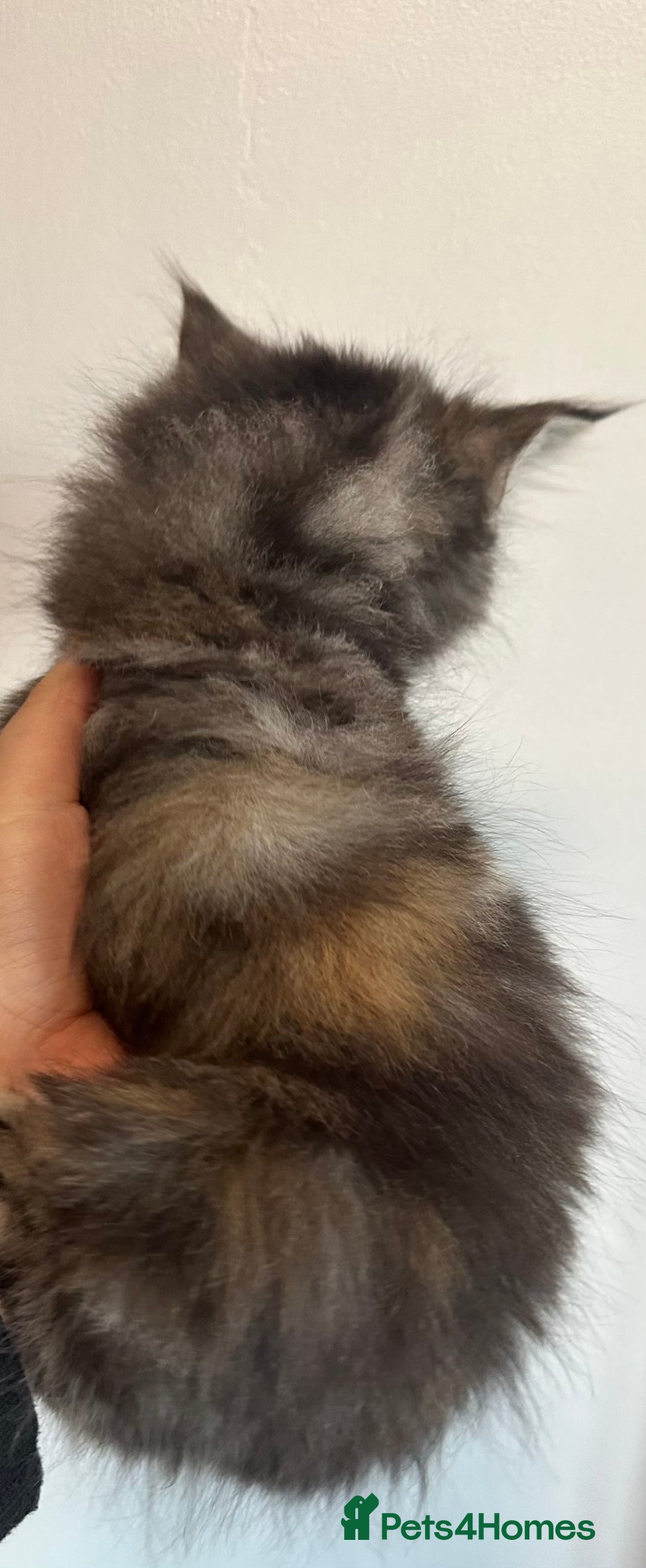 Maine Coon cats for sale: We have 4  sweet English Maine coon kittens❣️ - Advert 15
