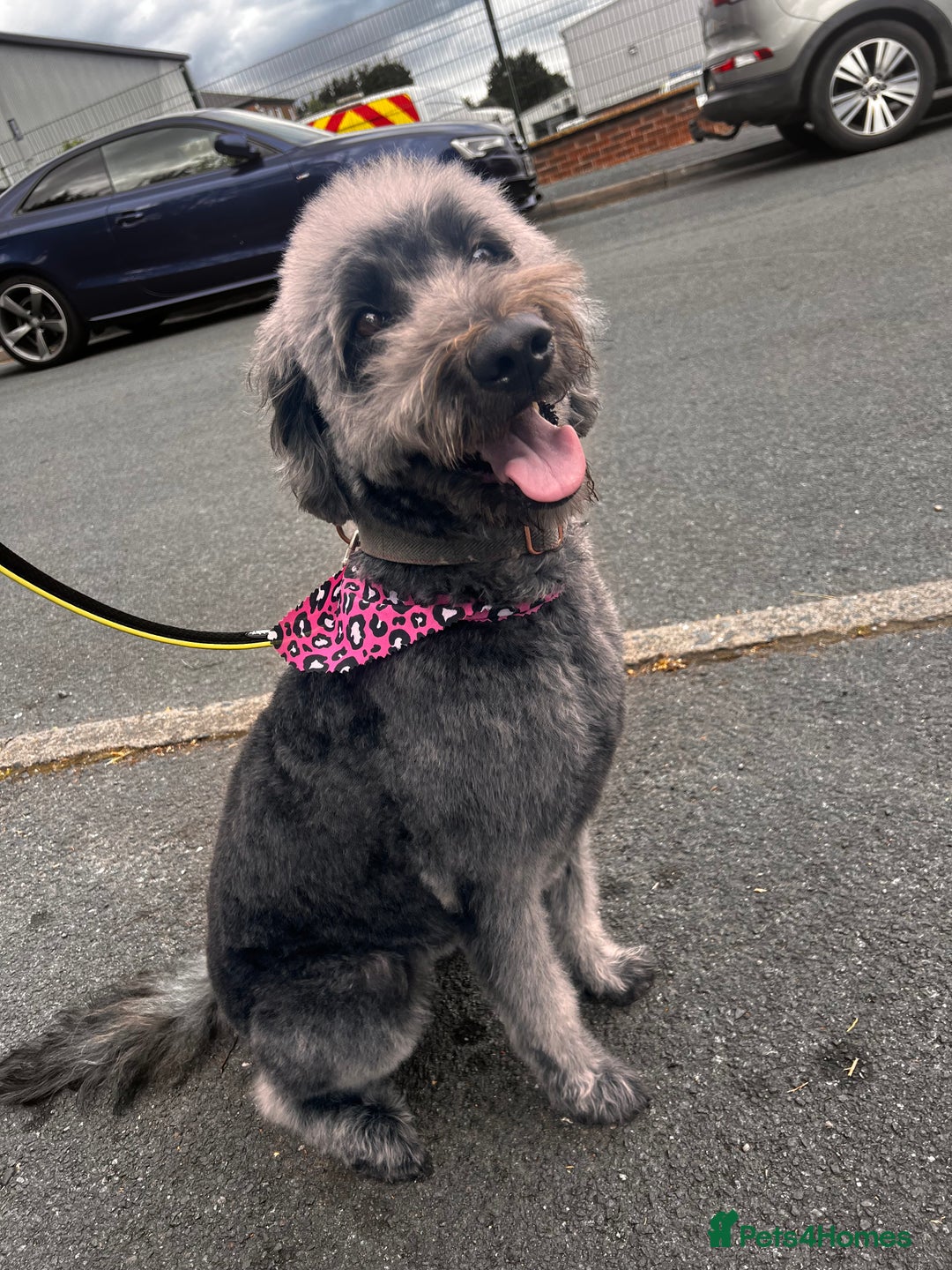 Labradoodle dogs for sale: 6 very cute Labradoodle puppies  - Image 3