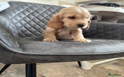 Cocker Spaniel dogs for sale: Beautiful Show Type Cocker Spaniel Pups - Image 11