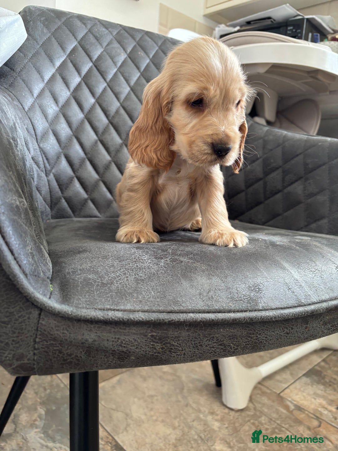 Cocker Spaniel dogs for sale: Beautiful Show Type Cocker Spaniel Pups - Image 11