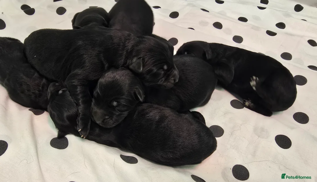 German Shepherd dogs for sale: Top Quality KC Black Long Hair German Shepherd  - Advert 15