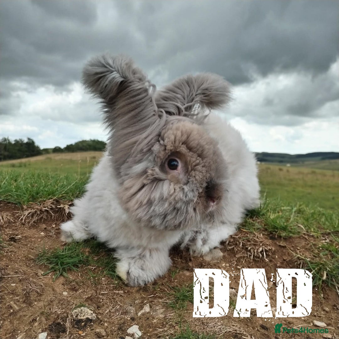 Angora rabbits for sale: Pure Breed Full Face Angora Kits - Image 9