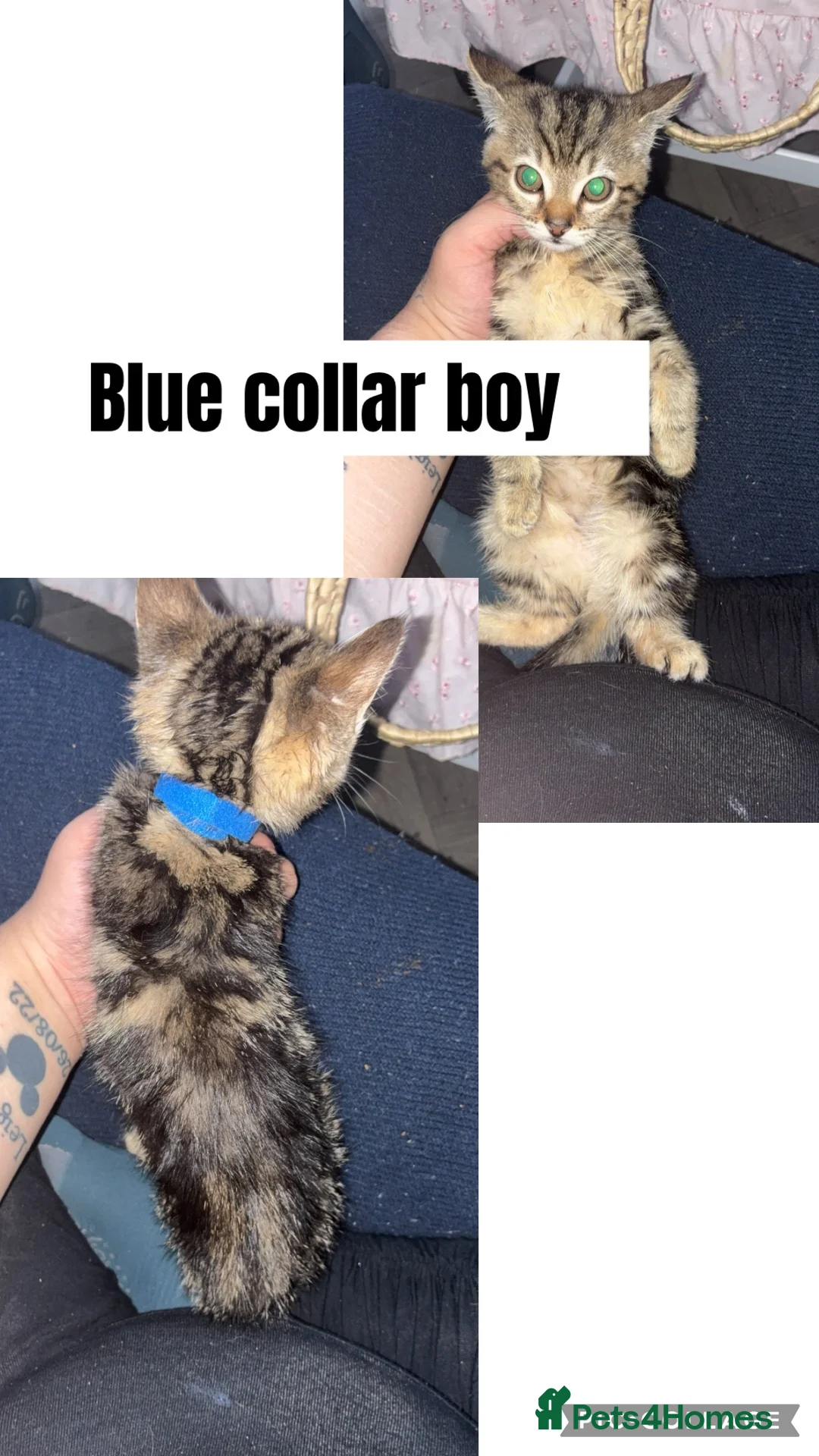 Mixed Breed cats for sale: Pure tabby kittens  - Advert 2