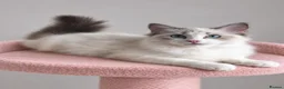 Ragdoll cats for sale: 🐾 Beautiful Ragdoll Kittens for Sale 🐾 - Advert 24