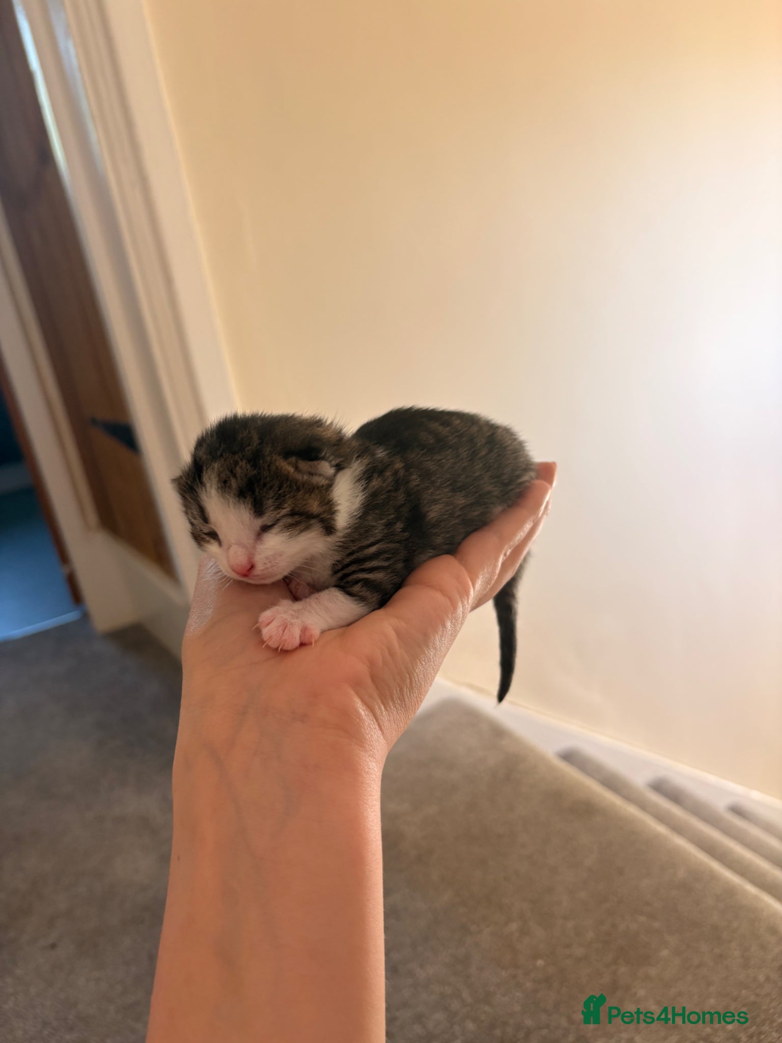 Mixed Breed Kitten 2