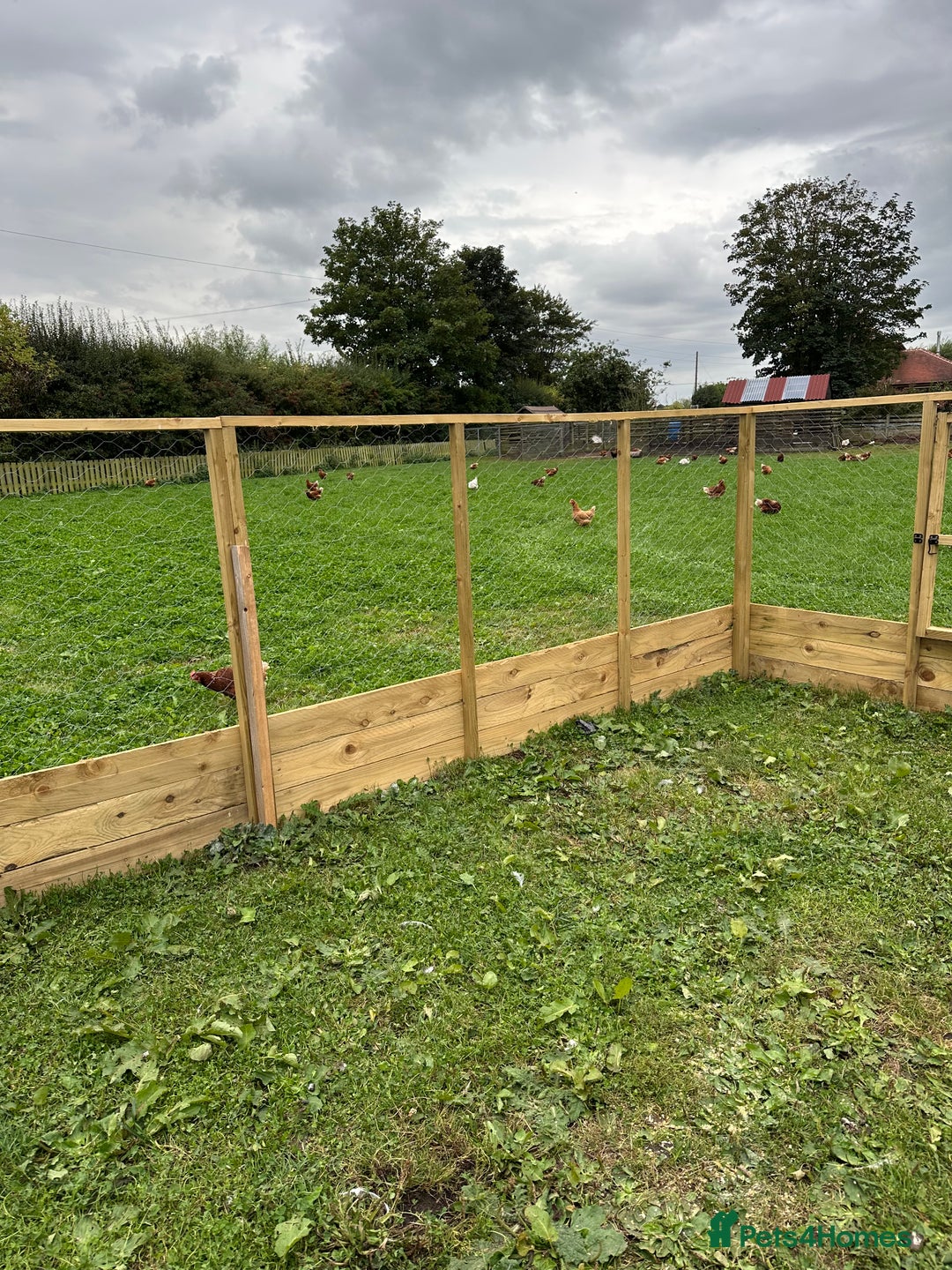 Chickens poultry for sale: Chicken Coops - excellent quality - British Made - Image 17