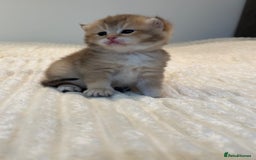 British Shorthair cats for sale: TICA Reg Beautiful Golden & Golden Tabby Bsh  - Image 21