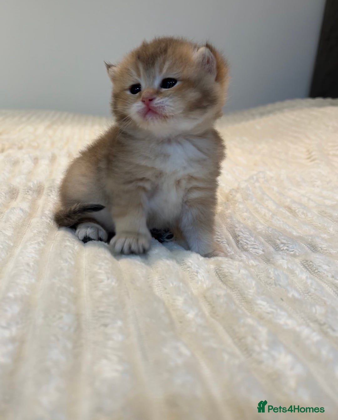 British Shorthair cats for sale: TICA Reg Beautiful Golden & Golden Tabby Bsh  - Image 21