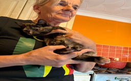 Mixed Breed cats for sale: A BOY AND A GIRL, READY NOW  - Image 14