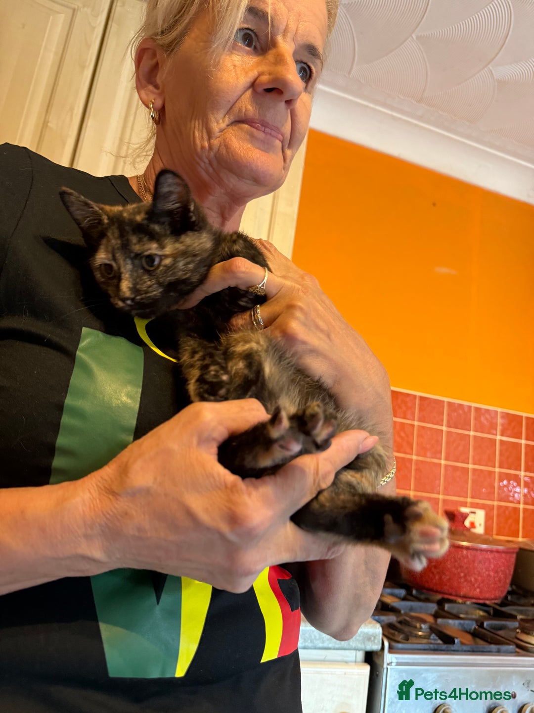 Mixed Breed cats for sale: A BOY AND A GIRL, READY NOW  - Image 14