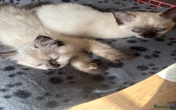 Ragdoll cats for sale: ADORABLE RAGDOLL POLYDACTYL KITTENS - READY NOW - Image 20