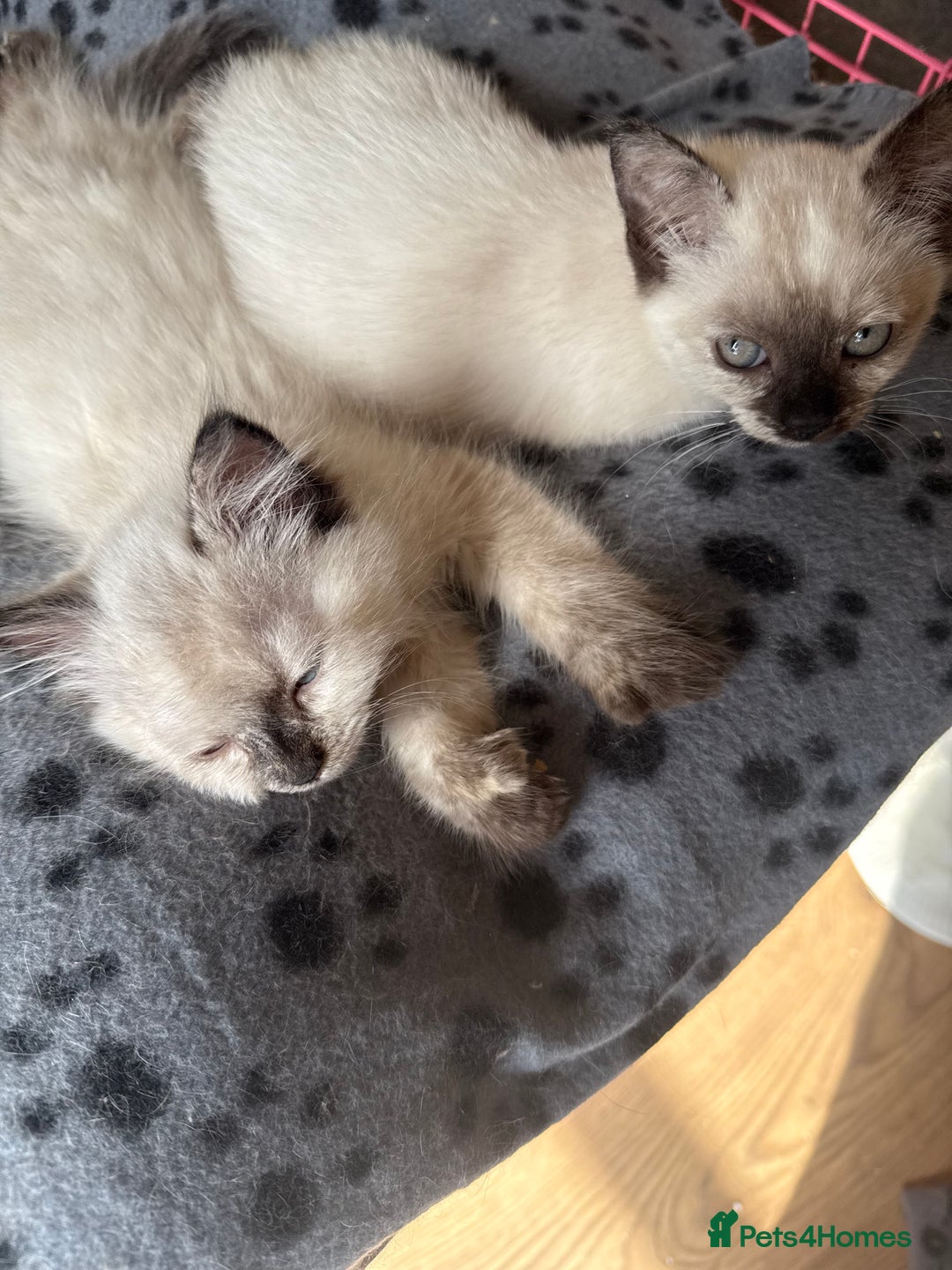 Ragdoll cats for sale: ADORABLE RAGDOLL POLYDACTYL KITTENS - READY NOW - Image 20