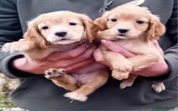 Cocker Spaniel dogs for sale: Cocker Spaniel Puppies  - Image 6