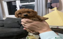 Cockapoo dogs for sale: Miniature cockapoo puppies - Image 8