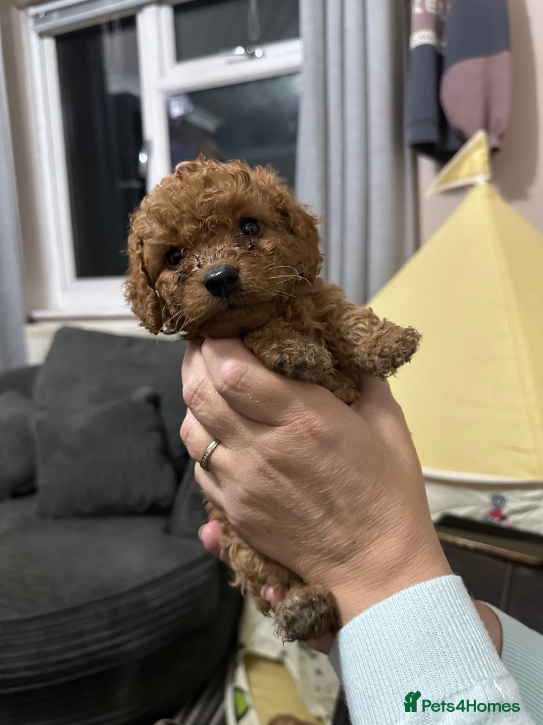 Cockapoo dogs for sale: Miniature cockapoo puppies - Image 8