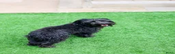 Mixed Breed dogs for adoption: Heavenly Heidi - Advert 8