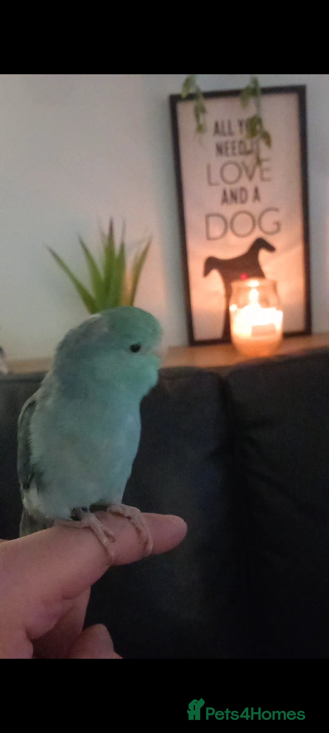 Parrots birds for sale: 8 week Old Hand Reared Parrotlet Boy. - Image 3