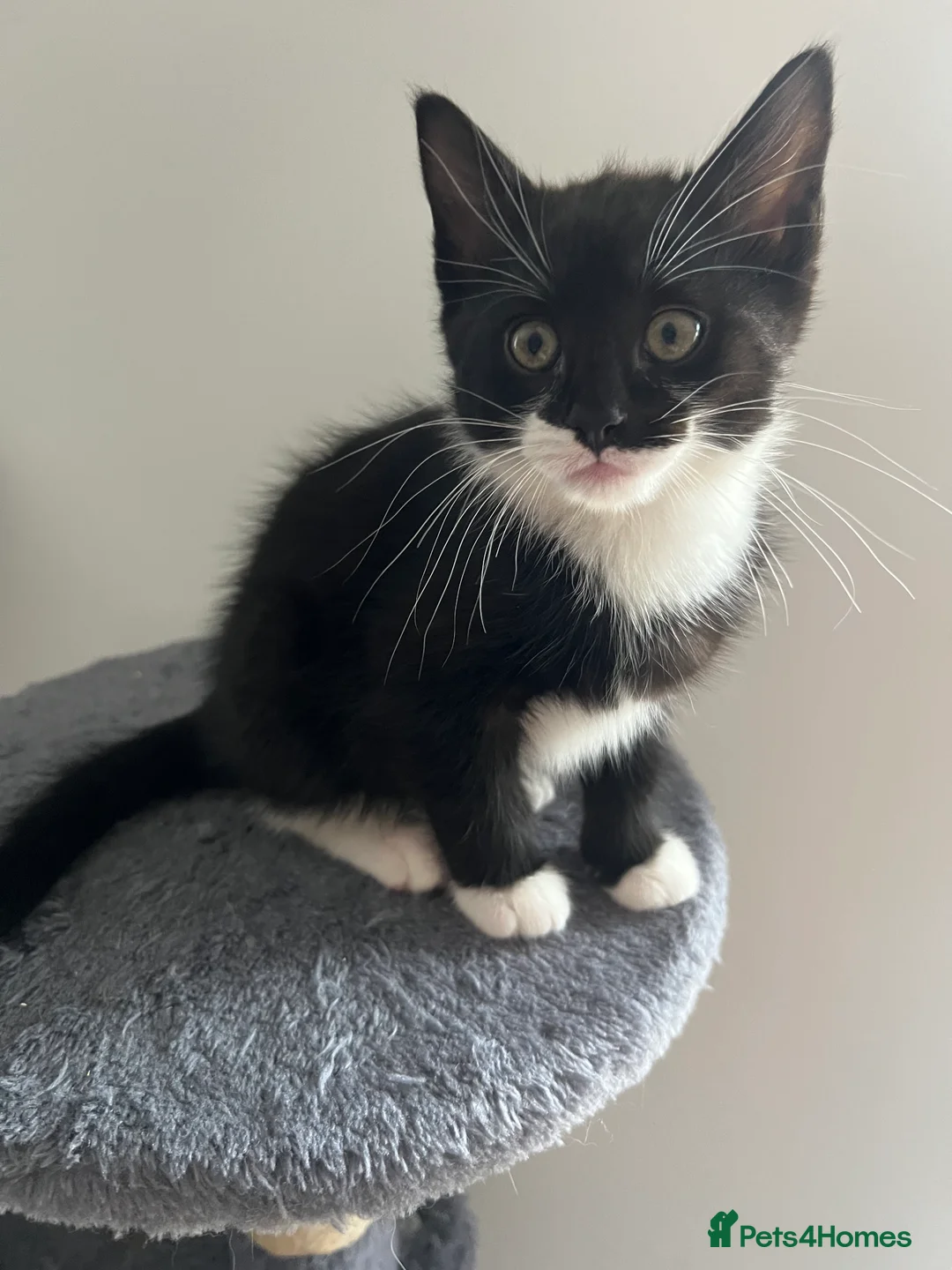 Mixed Breed cats for sale: kittens ready for a new home. - Advert 4