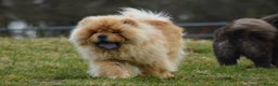 Chow Chow dogs for stud: Handsome Shaded Red Hungarian Import at stud - Advert 2