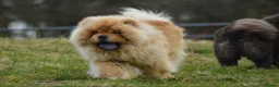 Chow Chow dogs for stud: Handsome Shaded Red Hungarian Import at stud - Advert 2