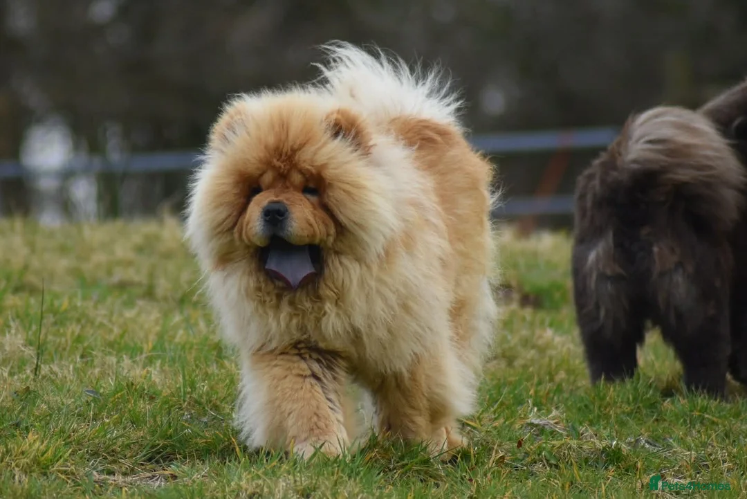 Chow Chow dogs for stud: Handsome Shaded Red Hungarian Import at stud - Advert 2