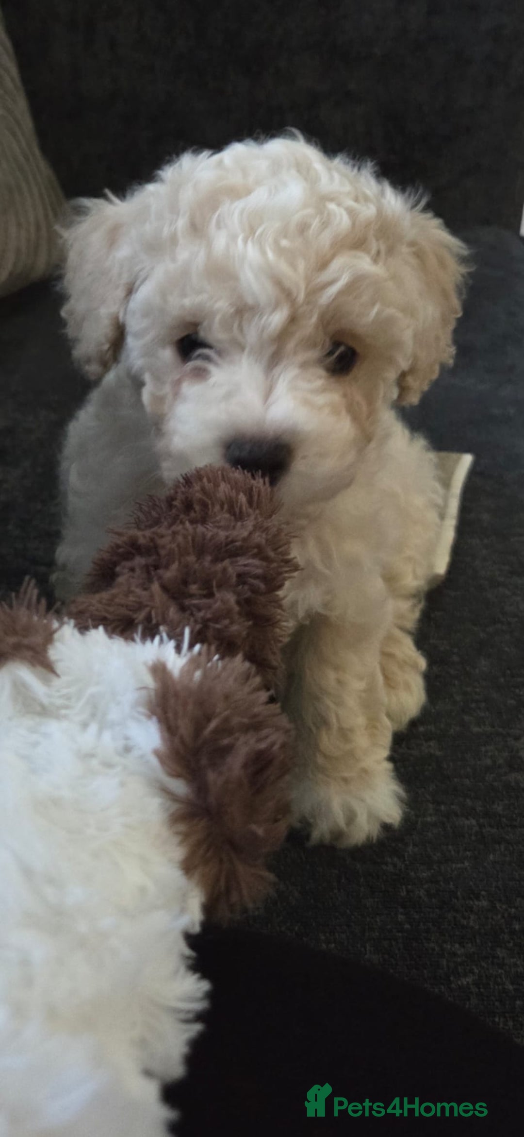 Maltipoo dogs for sale: Maltipoo 10weeks old - Advert 2