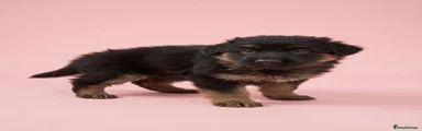 German Shepherd 5 Pink
