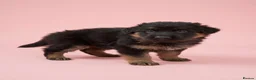 German Shepherd dogs for sale: German Shepherd Puppies – Healthy, Socialised  - Advert 16