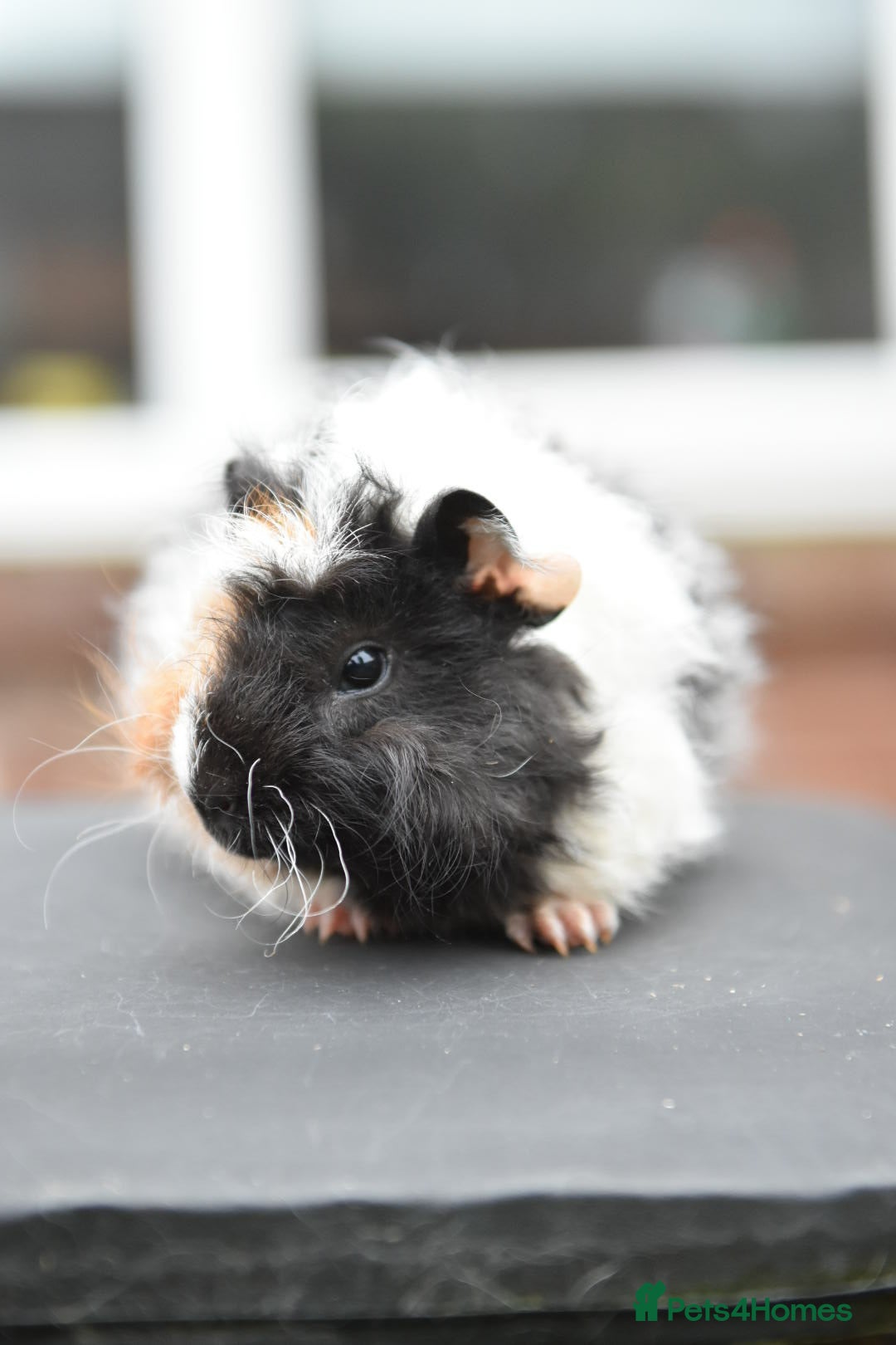 Guinea Pig rodents for sale: Baby Guinea Pigs Looking For New Home (All Males) - Advert 5