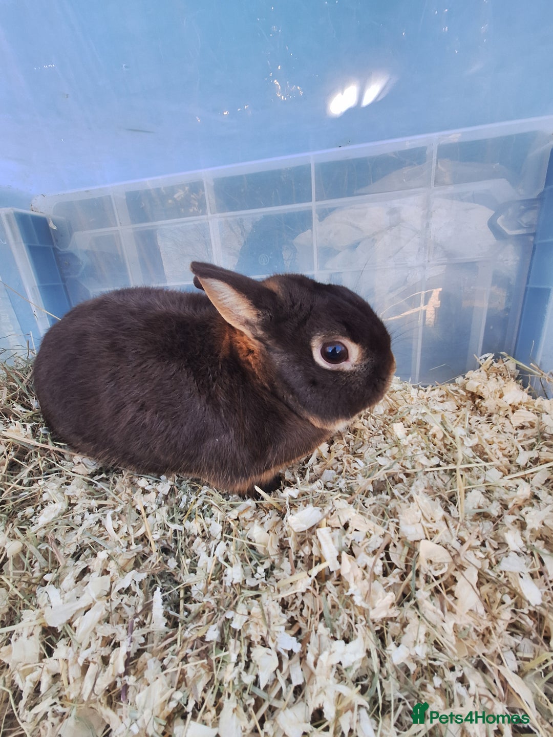 Netherland Dwarf rabbits for sale: 4 Netherland dwarf buck rabbits for sale £40 each  - Advert 16