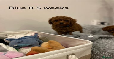Toy Poodle dogs - Advert 6