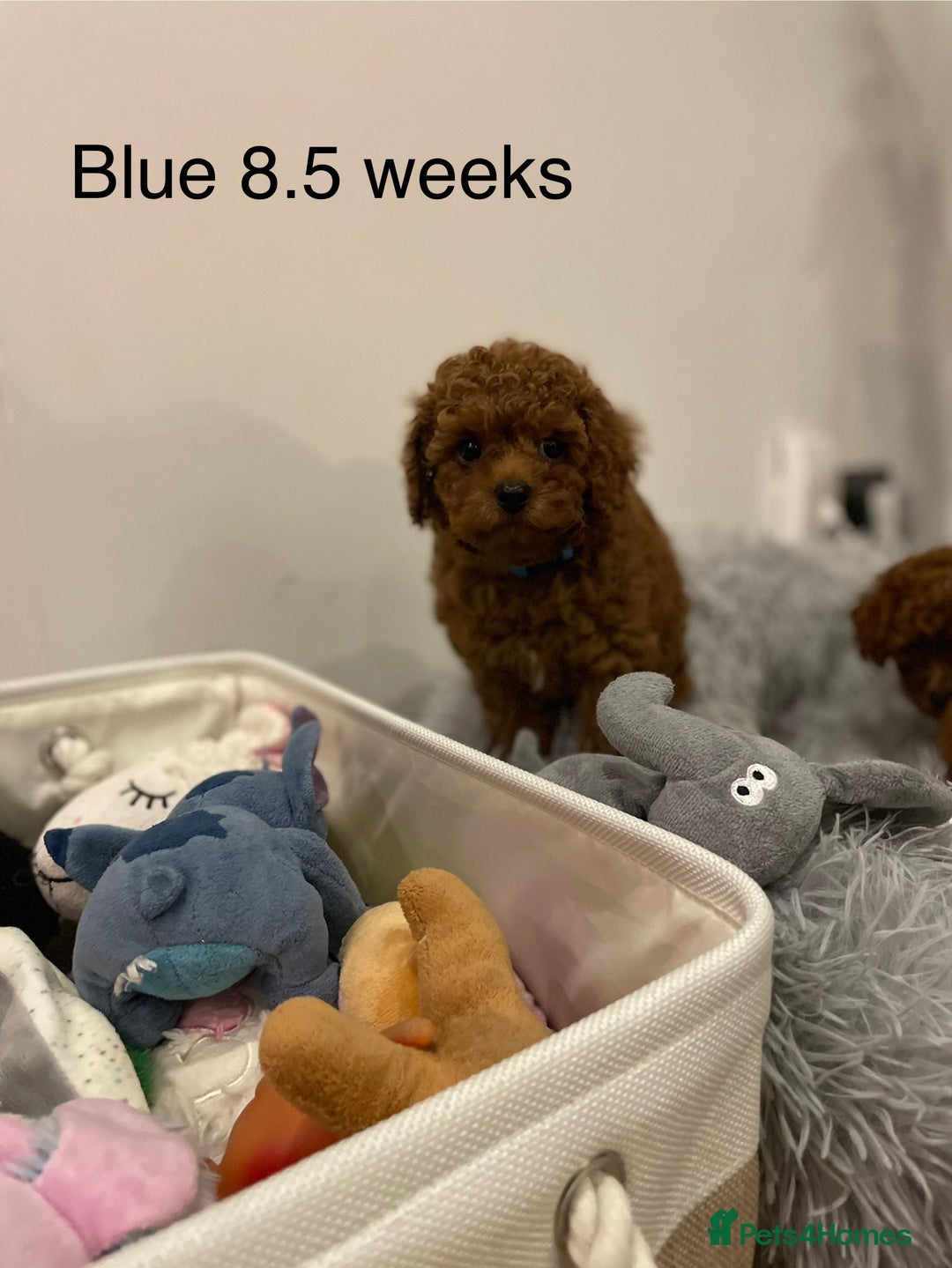 Toy Poodle dogs for sale: Asian Toy Poodle Puppies  - Image 3