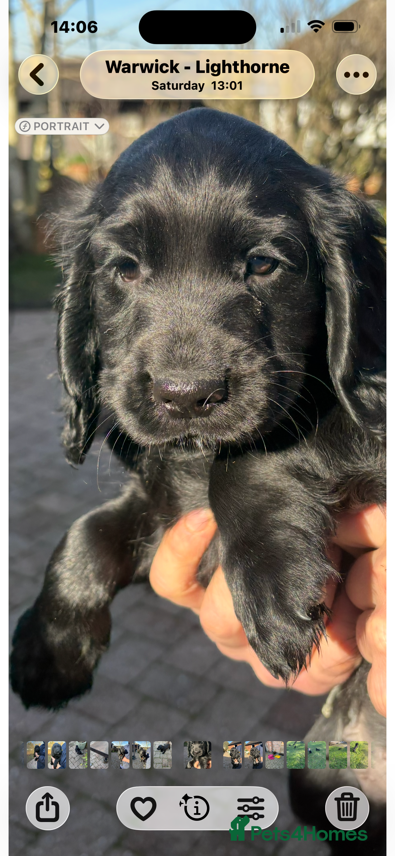 Cocker Spaniel dogs Cocker Spaniel puppies looking for homes - Advert 1