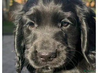 Cocker Spaniel dogs Cocker Spaniel puppies looking for homes - Advert 1