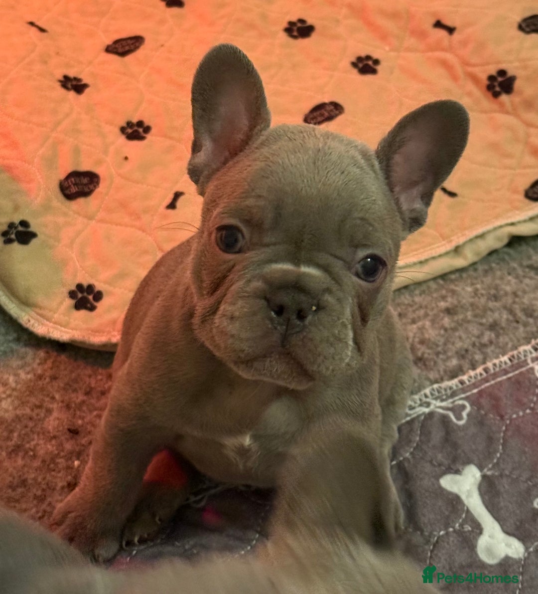 French Bulldog dogs for sale: French Bulldog Puppies  - Advert 11