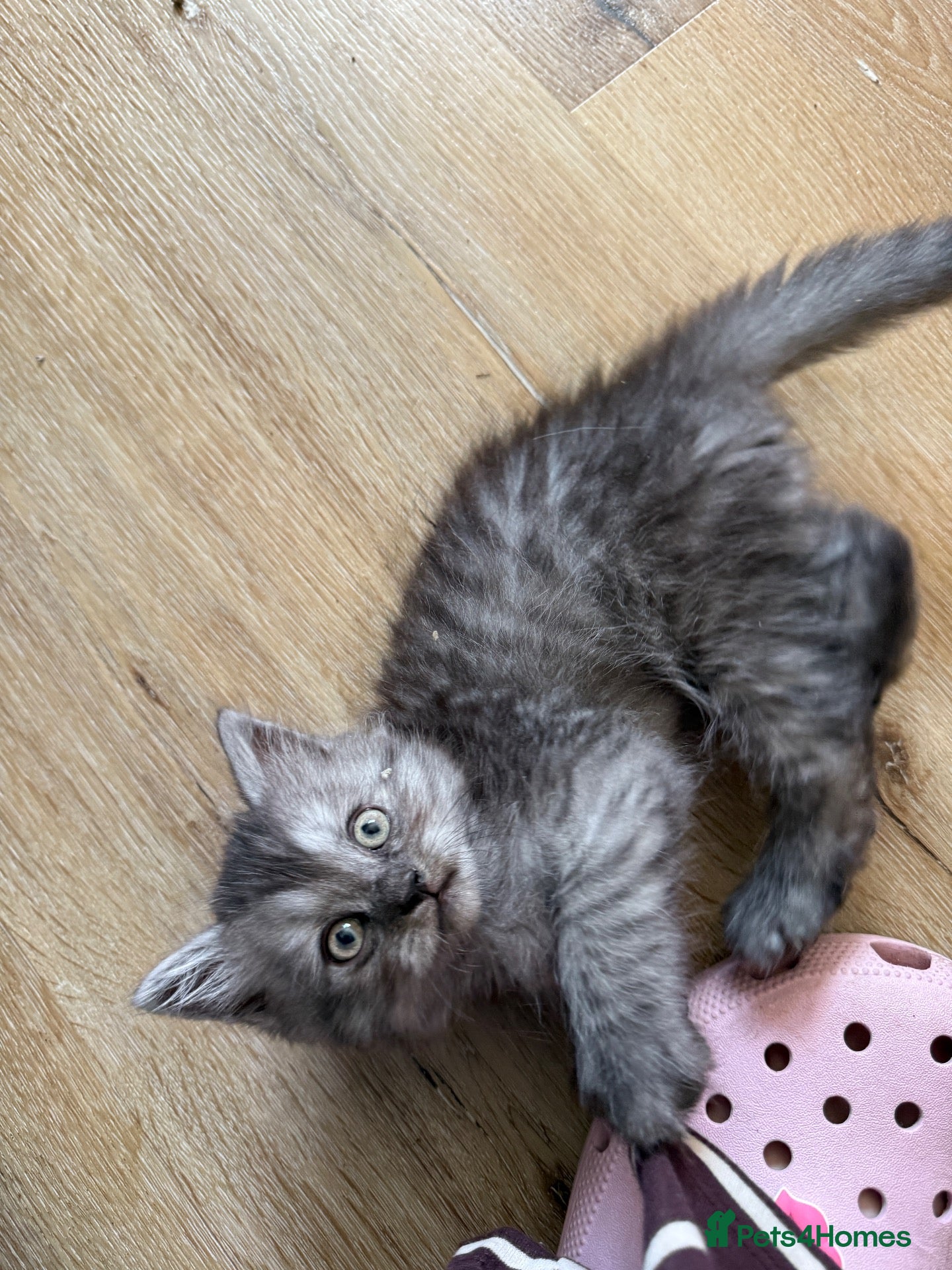 Persian cats Persian silver kittens 🩷 ready to go! - Advert 1