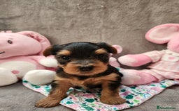 Yorkshire Terrier dogs for sale: 6 beautiful yorkie puppies - Image 15