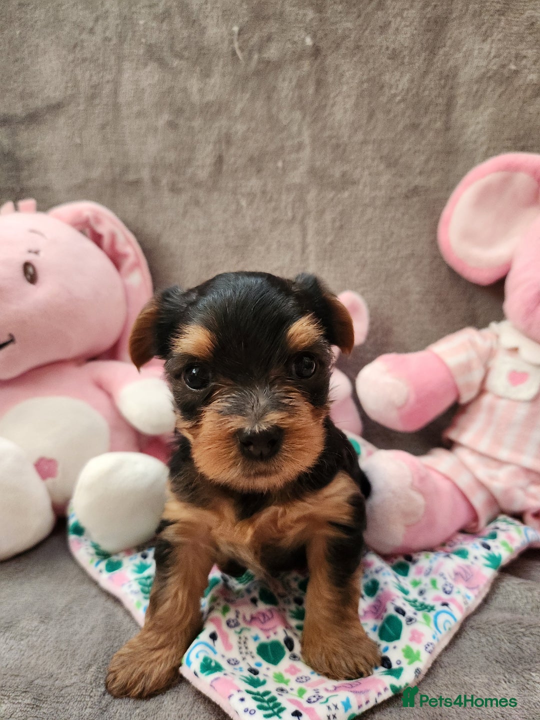 Yorkshire Terrier dogs for sale: 6 beautiful yorkie puppies - Image 15
