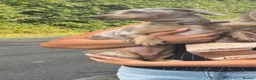 Miniature Dachshund dogs for sale: 3 dachshund  - Advert 1