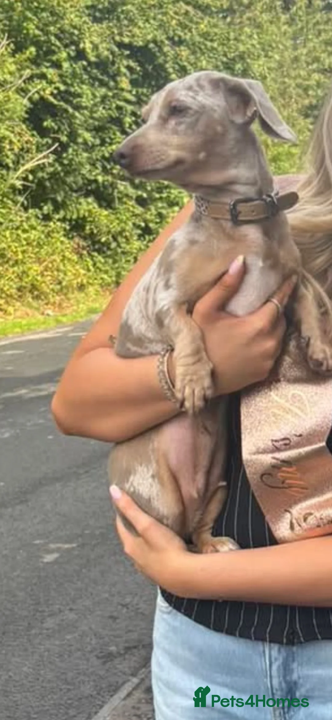 Miniature Dachshund dogs for sale: 3 dachshund  - Advert 1