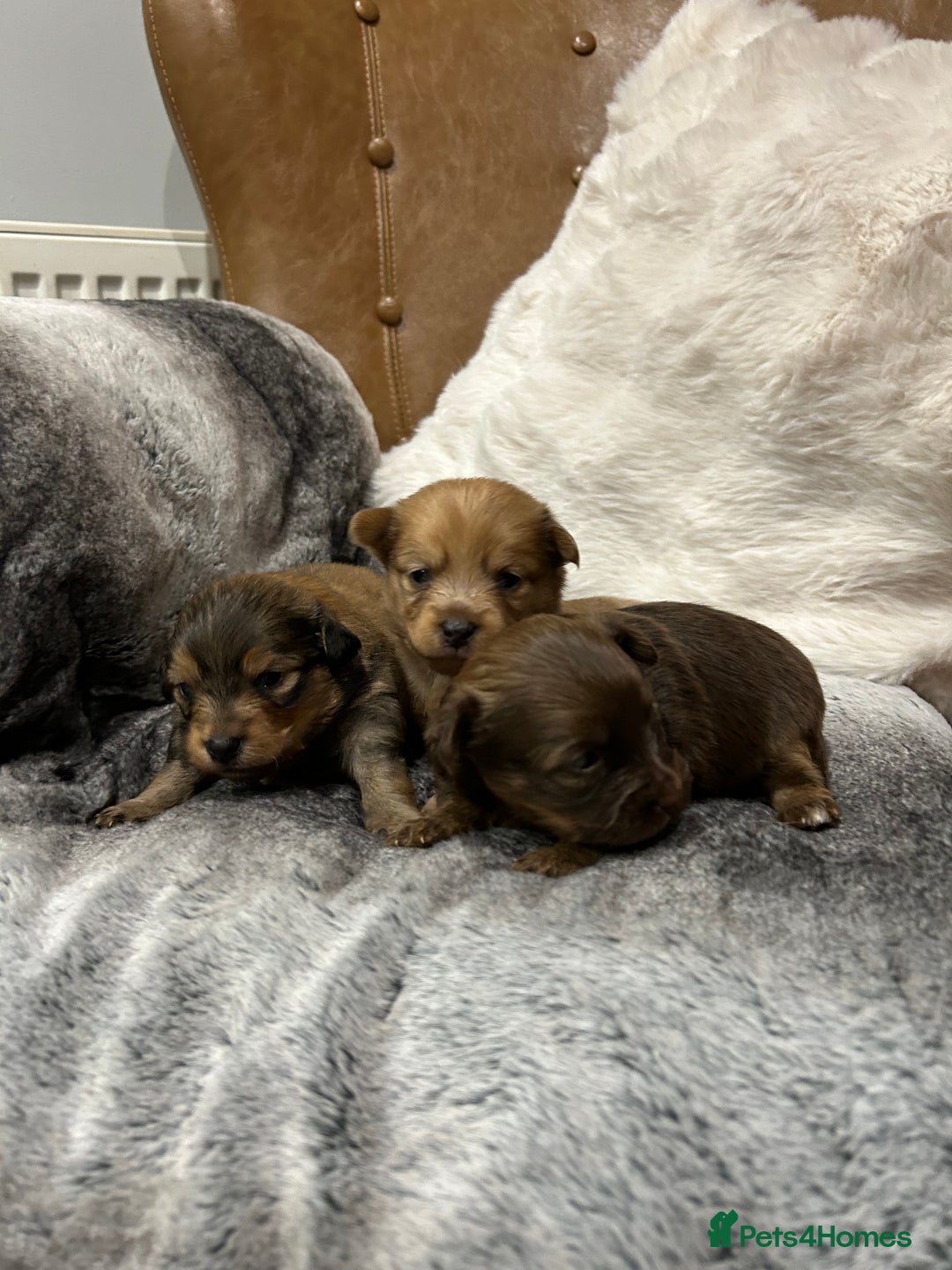 Mixed Breed dogs for sale: Miniature Dauchshund/ Pomeranian puppies for sale - Advert 10
