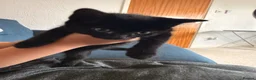 Domestic Shorthair cats for sale: 2 Female kittens for sale in ELY - Advert 9