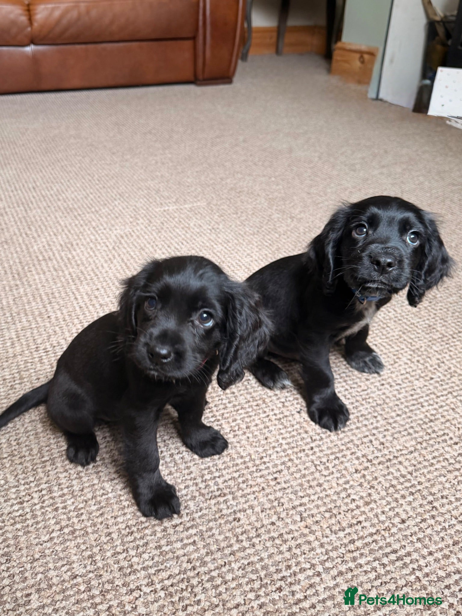 Cocker Spaniel dogs Working cocker spaniels  - Advert 1